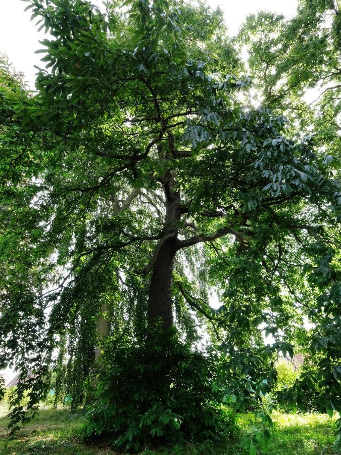 Mille Et Une Feuilles Saint-Martin-Lez-Tatinghem Eksteriør bilde
